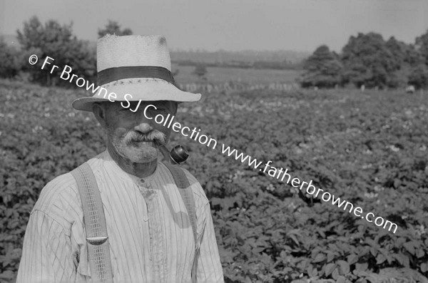 IN THE POTATO FIELD